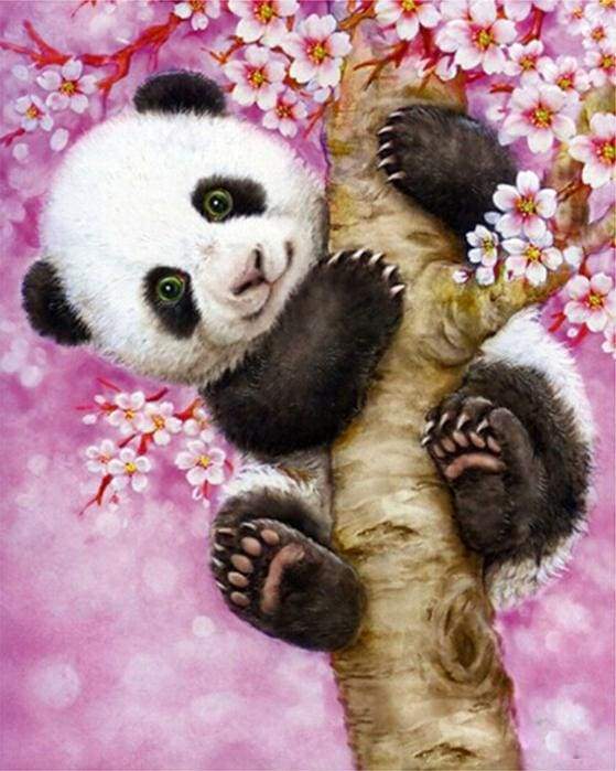 Baby Panda