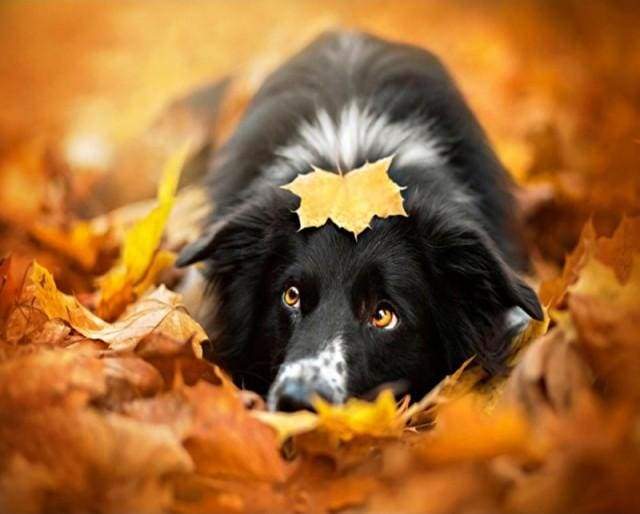 Black Dog relaxing