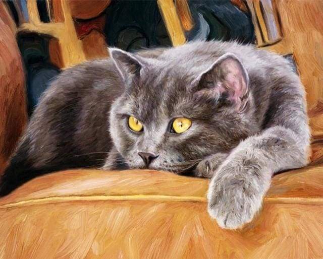 Cat on Couch