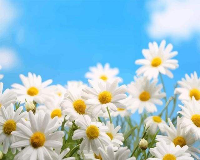 Chamomile