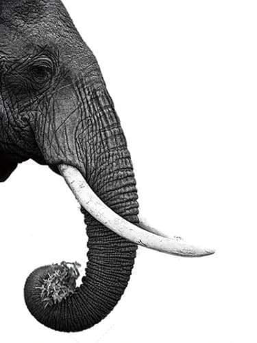 Dark gray Elephant