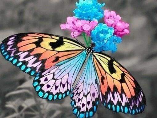 Diamond Painting - Butterfly gathering pollen