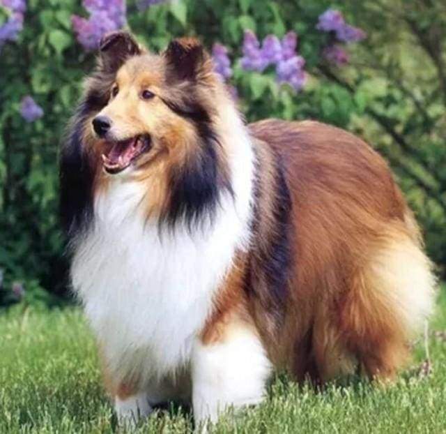 Diamond Painting - Collie in the Garden