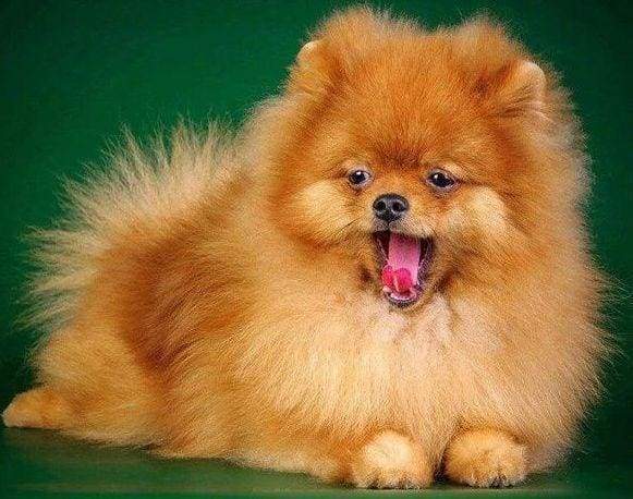Diamond Painting - Cute Dog