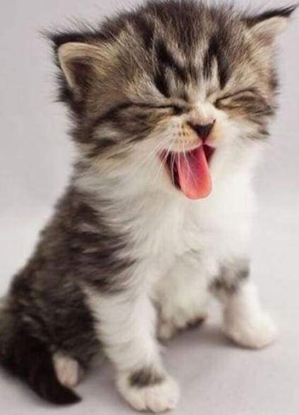 Diamond Painting - Cute Kitten