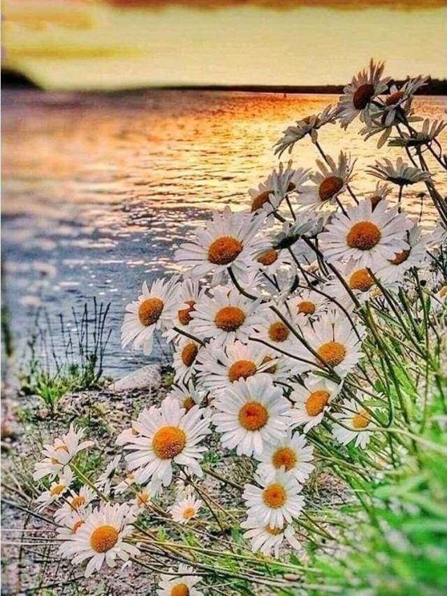 Diamond Painting - Daisies near the Lake