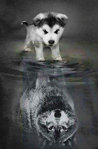 Diamond Painting - Dog and Wolf Reflection