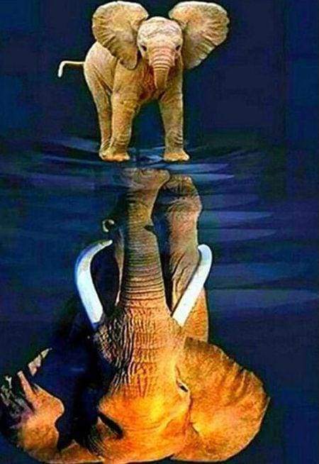 Diamond Painting - Elephant and its reflection