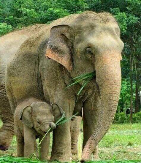 Diamond Painting - Elephant and Newborn