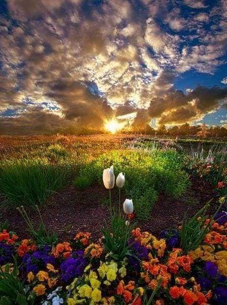 Diamond Painting - Field of Flowers