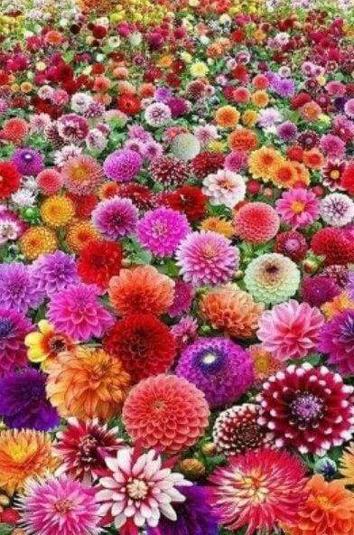 Diamond Painting - Flower Field