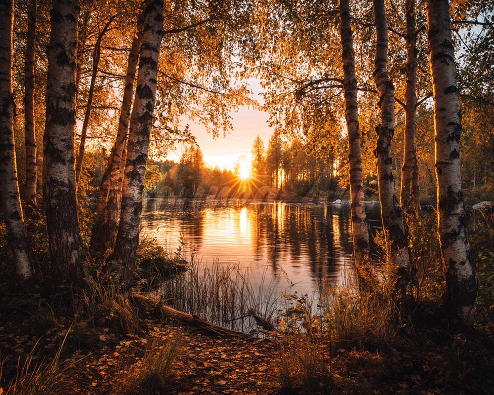 Diamond Painting - Golden Birch Lake