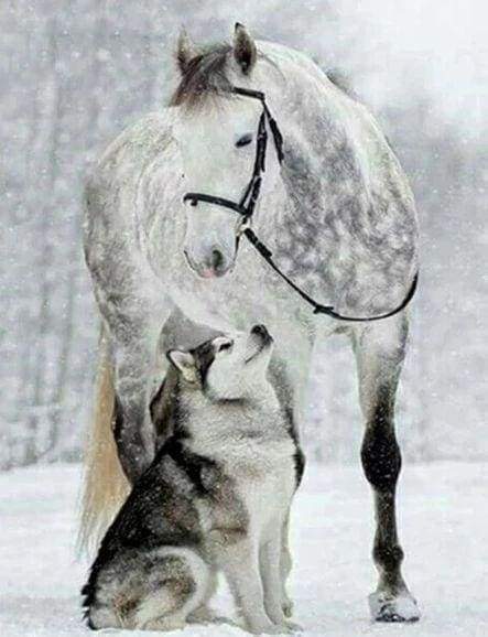 Diamond Painting - Horse & Wolf in the Snow