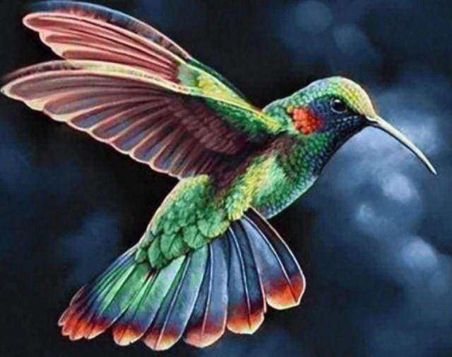 Diamond Painting - Hummingbird in the Night
