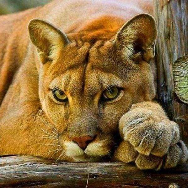 Diamond Painting - Lioness