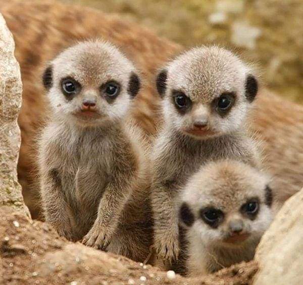 Diamond Painting - Little Monkeys