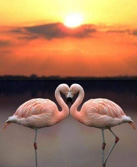 Diamond Painting - Love Flamingos