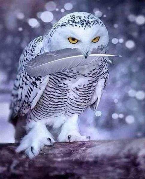 Diamond Painting - Owl Feather