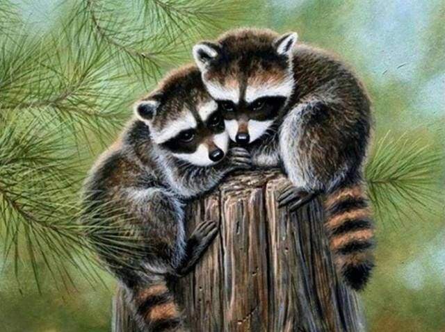 Diamond Painting - Perched Raccoon