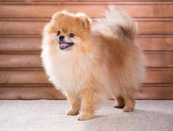 Diamond Painting - Small Dog