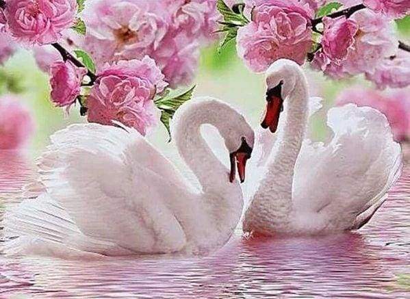 Diamond Painting - Swans in Spring