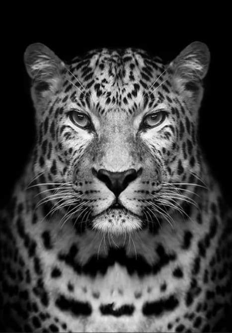 Gray leopard