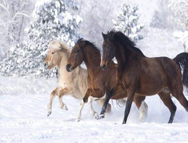 Horses in the Winter snow