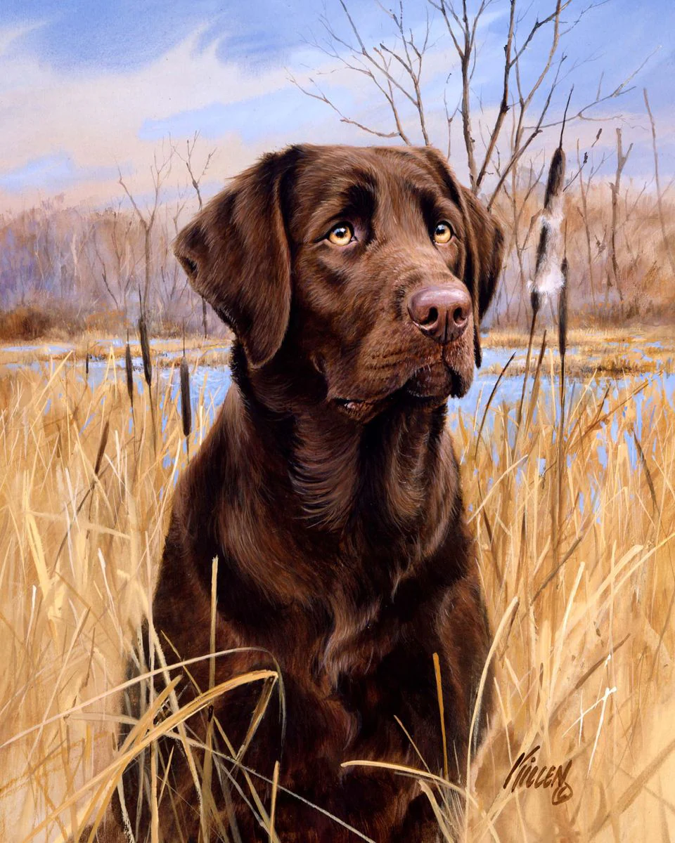 Labrador