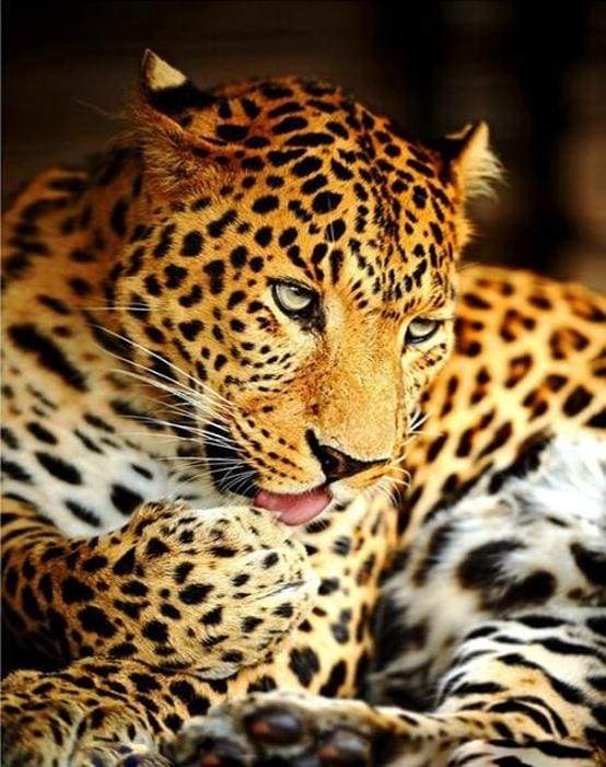 Leopard