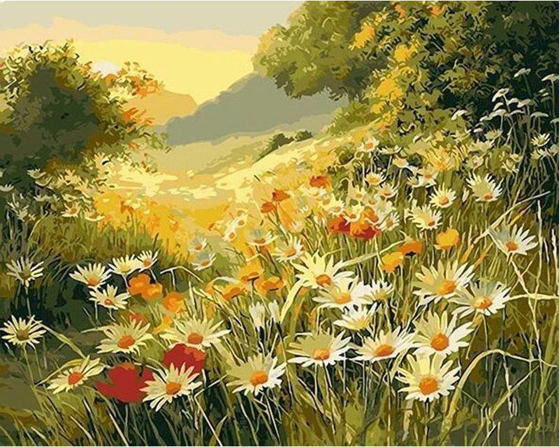 Marguerite daisies in the countryside