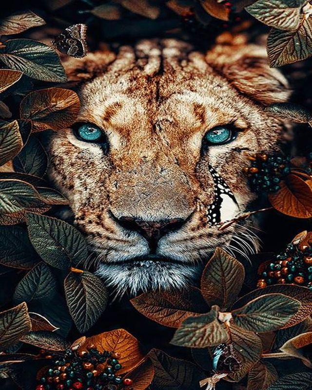 Panther hiding