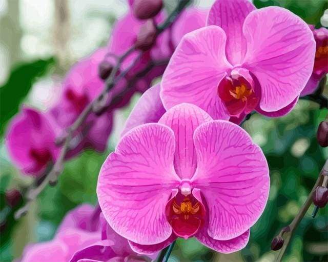 Phalaenopsis
