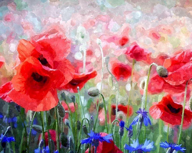 Poppies and Blue Flowers