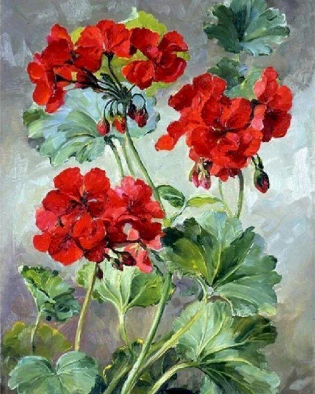 Red Geraniums