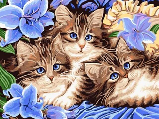 The Cat Family