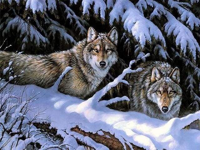 Wolves in Winter